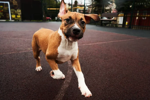 アメリカのスタッフォードシャー テリアの子犬の肖像画 散歩に走る幸せな犬 — ストック写真