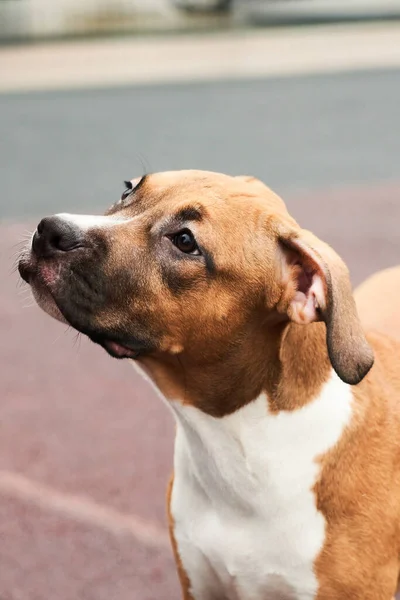 散歩中のアメリカのスタッフォードシャー テリアの子犬の肖像画 犬の銃口を閉じます外 — ストック写真