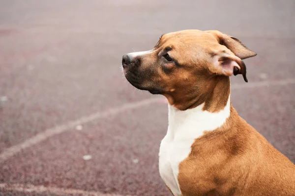 散歩中のアメリカのスタッフォードシャー テリアの子犬の肖像画 犬の銃口を閉じます外 — ストック写真