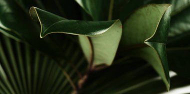 Ayrıntılı yeşil manolya yaprağı deseni ve dokusu, bitki arkaplanı kapat