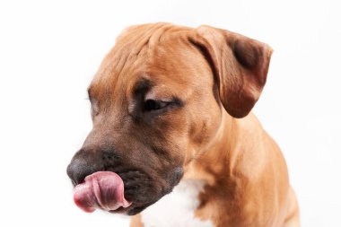 American Staffordshire Terrier 'ın beyaz arka planda izole edilmiş yavru köpek portresi. Stüdyoda köpek ağızlığı.