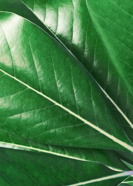 Close Detalhe Verde Magnólia Folha Padrão Textura Plantas Fundo — Fotografia de Stock