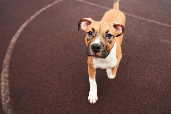 Amerikaans Staffordshire Terrier Puppy Portret Gelukkige Hond Rent Voor Een — Stockfoto