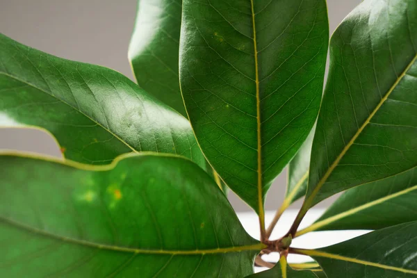 Acercamiento Detalle Verde Magnolia Hoja Patrón Textura Plantas Fondo —  Fotos de Stock