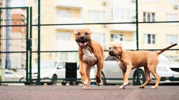 Twee Vrolijke Amerikaanse Staffordshire Terriër Puppies Voor Een Wandeling Portret — Stockfoto