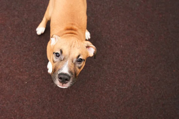 American Staffordshire Terrier Portrait Chiot Sur Une Promenade Muselière Pour — Photo