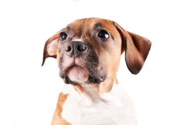 American Staffordshire Terrier 'ın beyaz arka planda izole edilmiş yavru köpek portresi. Stüdyoda köpek ağızlığı.