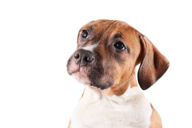 American Staffordshire Terrier 'ın beyaz arka planda izole edilmiş yavru köpek portresi. Stüdyoda köpek ağızlığı.