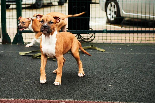 Twee Vrolijke Amerikaanse Staffordshire Terriër Puppies Voor Een Wandeling Portret — Stockfoto