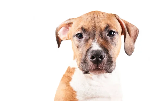 American Staffordshire Terrier Puppy Portrait Isolated White Background Dog Muzzle — Stock Photo, Image