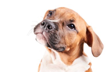 American Staffordshire Terrier 'ın beyaz arka planda izole edilmiş yavru köpek portresi. Stüdyoda köpek ağızlığı.