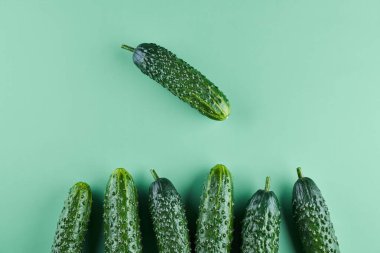 Yeşil arka planda bir grup taze salatalık, yiyecek deseni. Bahçe salatalığı duvar kağıdı tasarımı