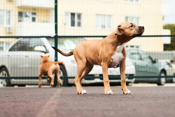 Yürüyüş Portresi Için Iki Mutlu Amerikan Personeli Teriyer Köpeği — Stok fotoğraf