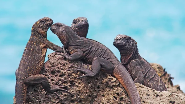 Iguanas marinhas, Galápagos — Fotografia de Stock