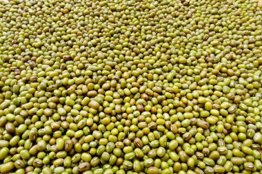 yeşil fasulye arka planı için