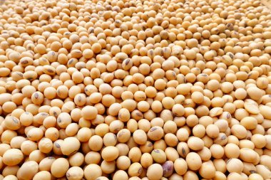 Soya fasulyesi arka planı için