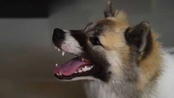 Thai Bangkeaw Perro Sonríe Feliz Casa Tirado Suelo —  Fotos de Stock