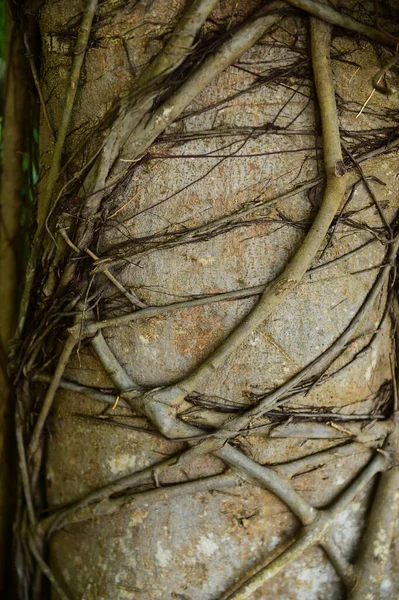 Primer Plano Raíz Del Árbol Para Fondo — Foto de Stock