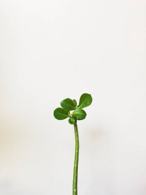 Duvarında yeşil yapraklar olan bir dekorasyon fabrikası.