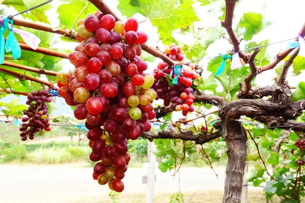 Red Ripe Grapes Garden — Stock Photo, Image