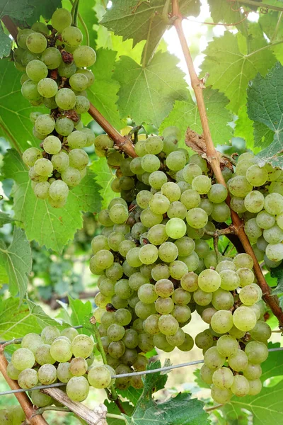 Vine Bunch White Grapes Garden — Stock Photo, Image