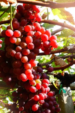 Bahçede olgun kırmızı üzümler 