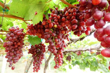 Bahçede olgun kırmızı üzümler 