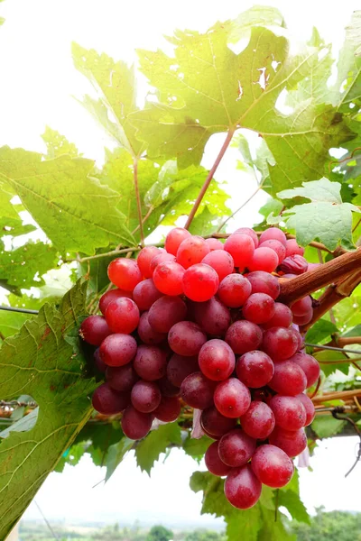 Uvas Rojas Maduras Jardín — Foto de Stock