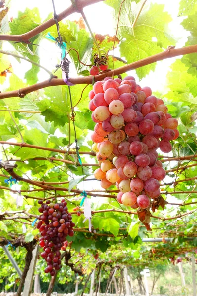 Rote Reife Trauben Garten — Stockfoto