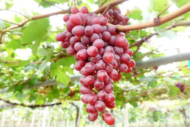 Bahçede olgun kırmızı üzümler 