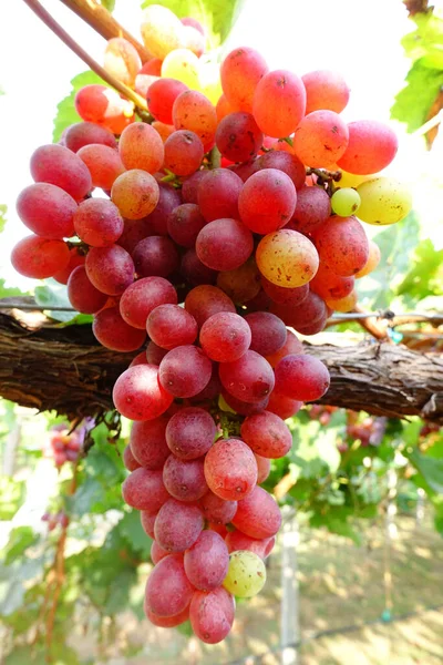 Czerwone Dojrzałe Winogrona Ogrodzie — Zdjęcie stockowe