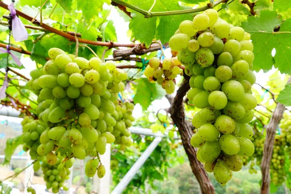 Videira Cacho Uvas Brancas Jardim — Fotografia de Stock