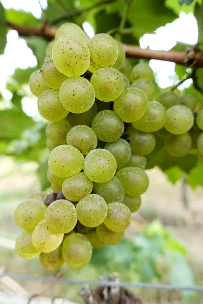 Viña Racimo Uvas Blancas Jardín —  Fotos de Stock