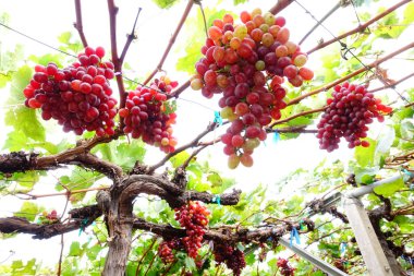 Bahçede olgun kırmızı üzümler 