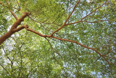 Doğanın arka planına sahip büyük ağacı düzenle