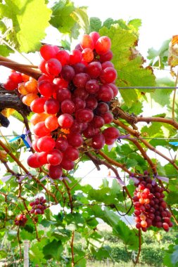 Bahçede olgun kırmızı üzümler 