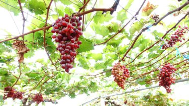 Bahçede olgun kırmızı üzümler 