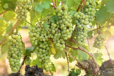 Asma ve bir demet beyaz üzüm bahçede.