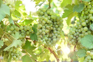 Asma ve bir demet beyaz üzüm bahçede.