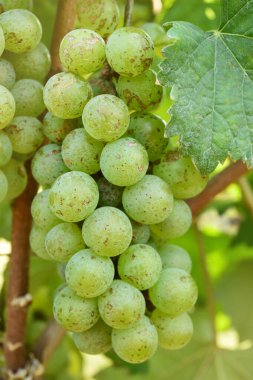 Asma ve bir demet beyaz üzüm bahçede.