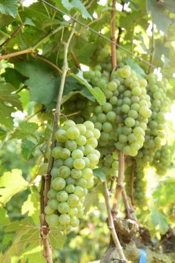 Asma ve bir demet beyaz üzüm bahçede.