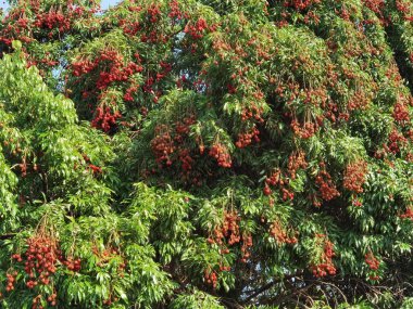 Olgun liçi meyveleri fidanlıktaki ağaçta