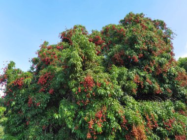 Olgun liçi meyveleri fidanlıktaki ağaçta