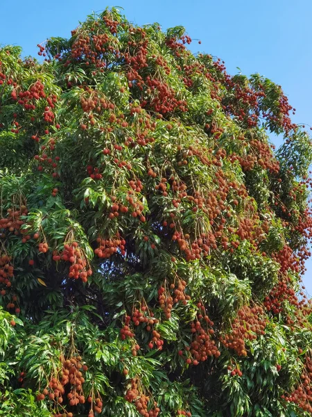 Ripe Lychee Fruits Tree Plantation — Stock Photo, Image