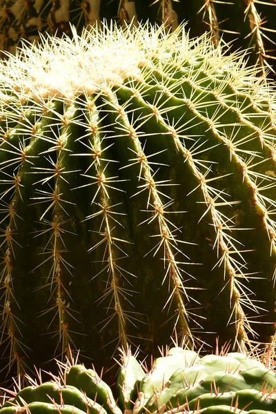 Primer Plano Planta Cactus Jardín —  Fotos de Stock