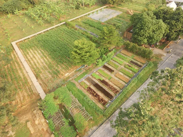 鳥の目野菜畑や農産物の小包のビュー 空中風景 — ストック写真