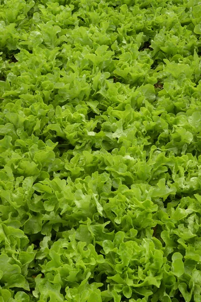 Cultivando Fazendas Vegetais Orgânicos Para Fundo — Fotografia de Stock