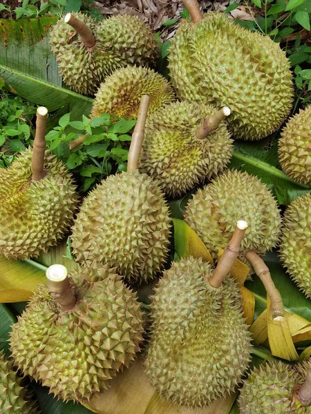 Bovenaanzicht Van Durian Fruit Vloer — Stockfoto