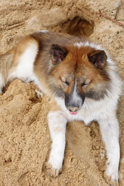Собака Лежит Песке Пляже — стоковое фото