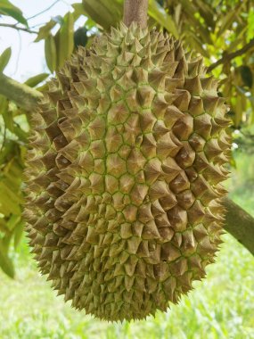 Yakından, Durian bahçesindeki ağaçta duran Durian meyvesi.